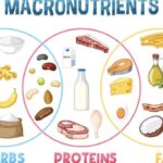 Macronutrients explained