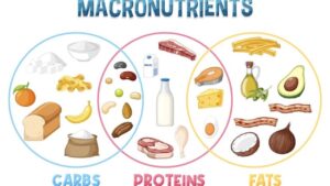 Macronutrients explained