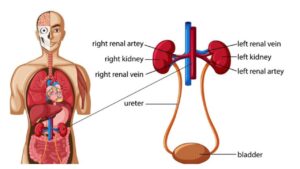 Does Chronic Kidney Disease Cause Low Platelets