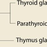 Thymus Gland