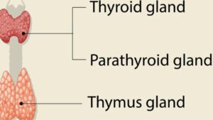 Thymus Gland