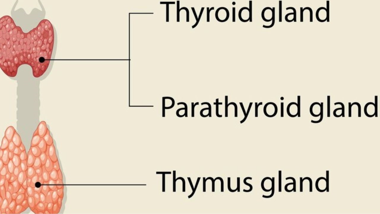 Thymus Gland