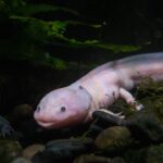 axolotl diet