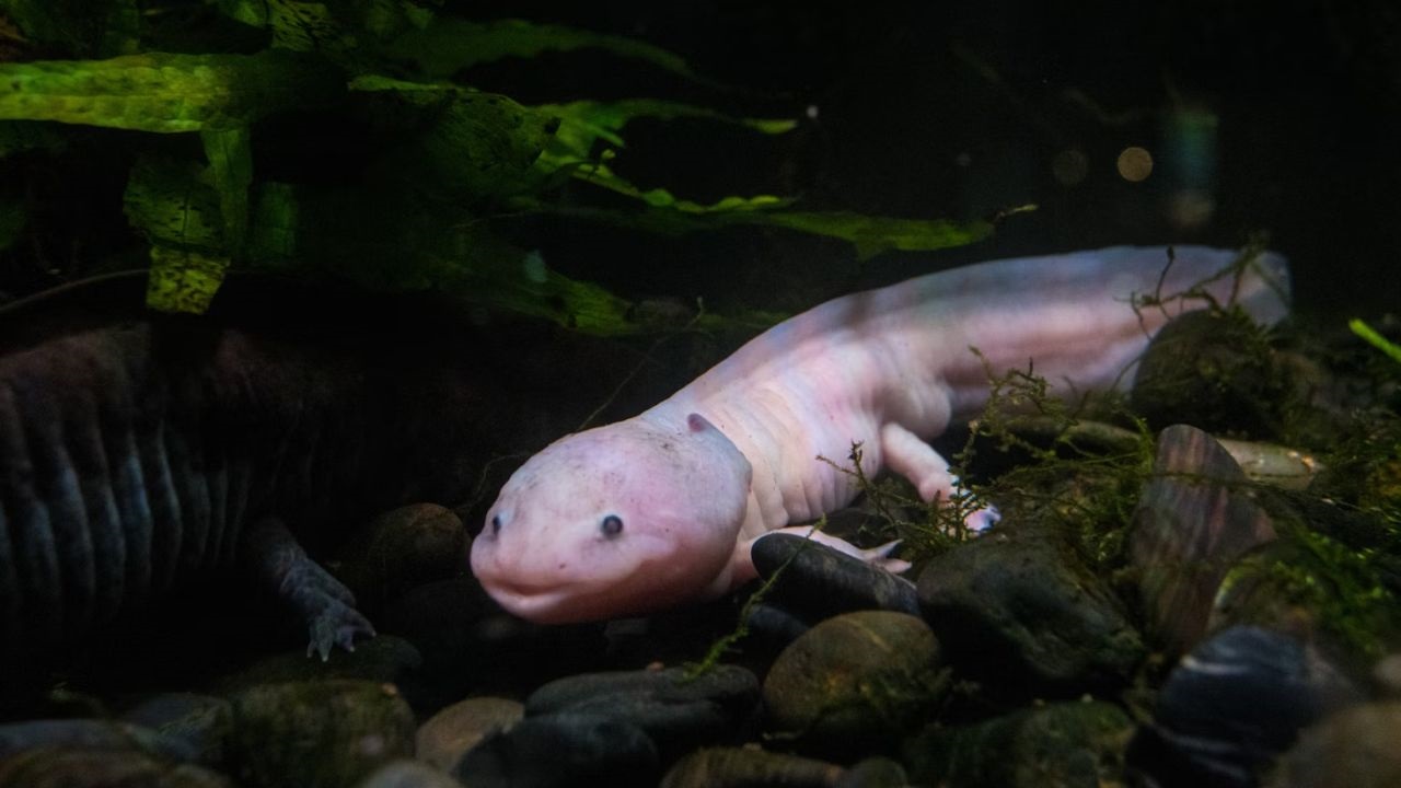 axolotl diet