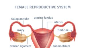 Can A Woman Have Prostate Cancer