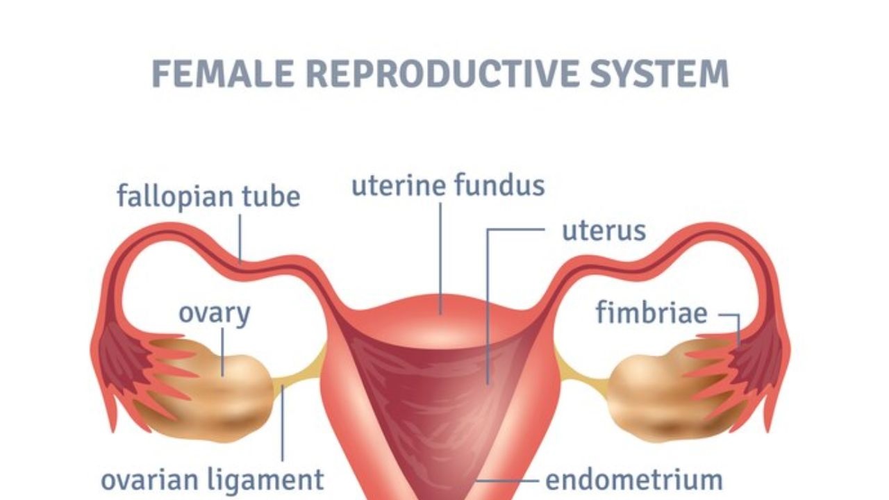 Can A Woman Have Prostate Cancer?