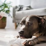 Can Dogs Get Asthma?