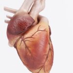 Does Obesity Cause An Enlarged Heart?