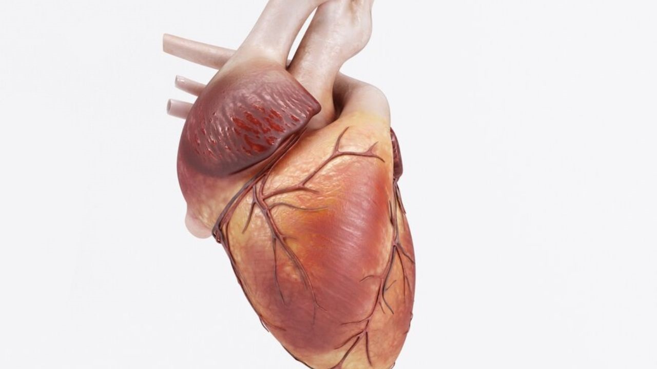 Does Obesity Cause An Enlarged Heart?